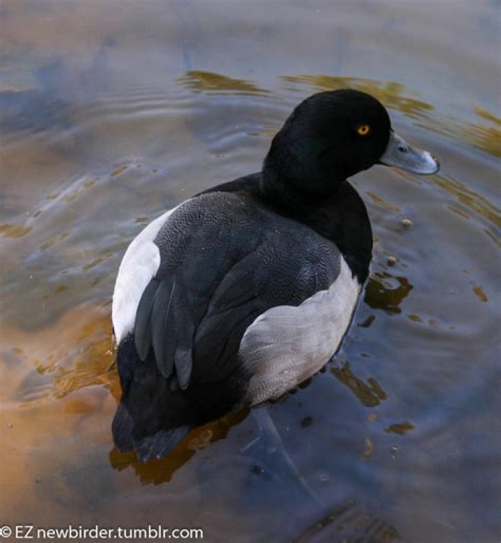 An-actual-duck
